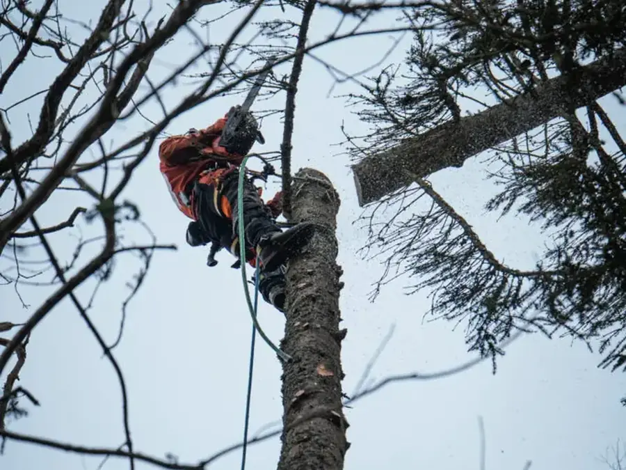 Arborist klättrar i en hög stam i Alingsås