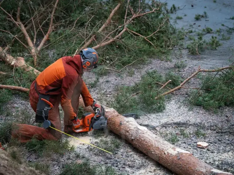 Arborist arbetar vid en stubbe på marken