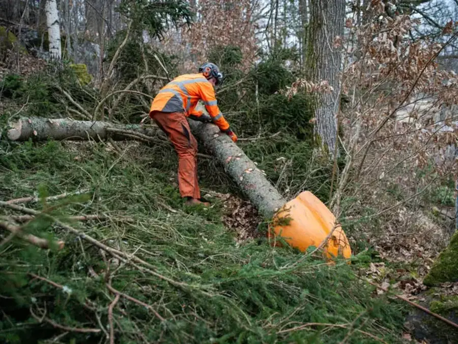 Arborist vid ett fällt träd i Alingsås